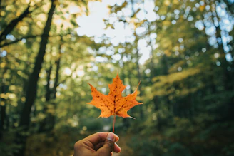 shallow focus photo of brown maple leaf