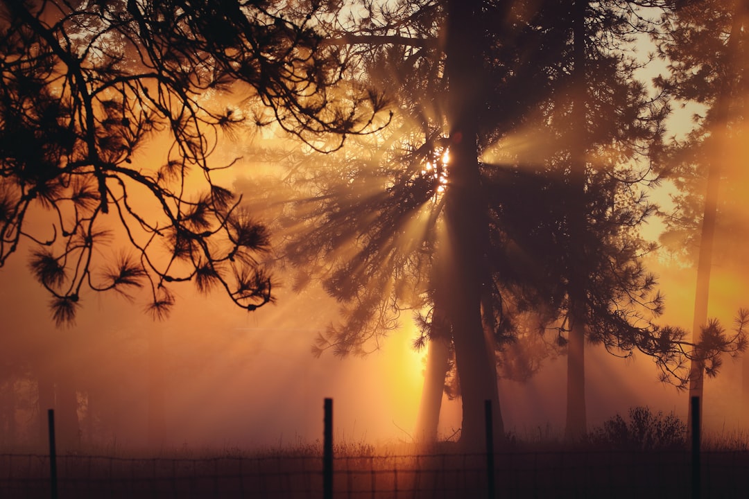 coconut trees photograph