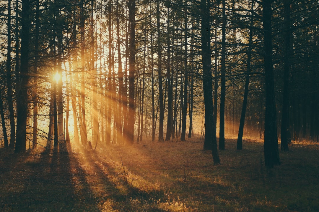 sunlight reflecting on trees during golden hour