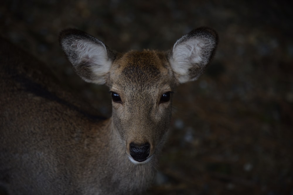 brown deer