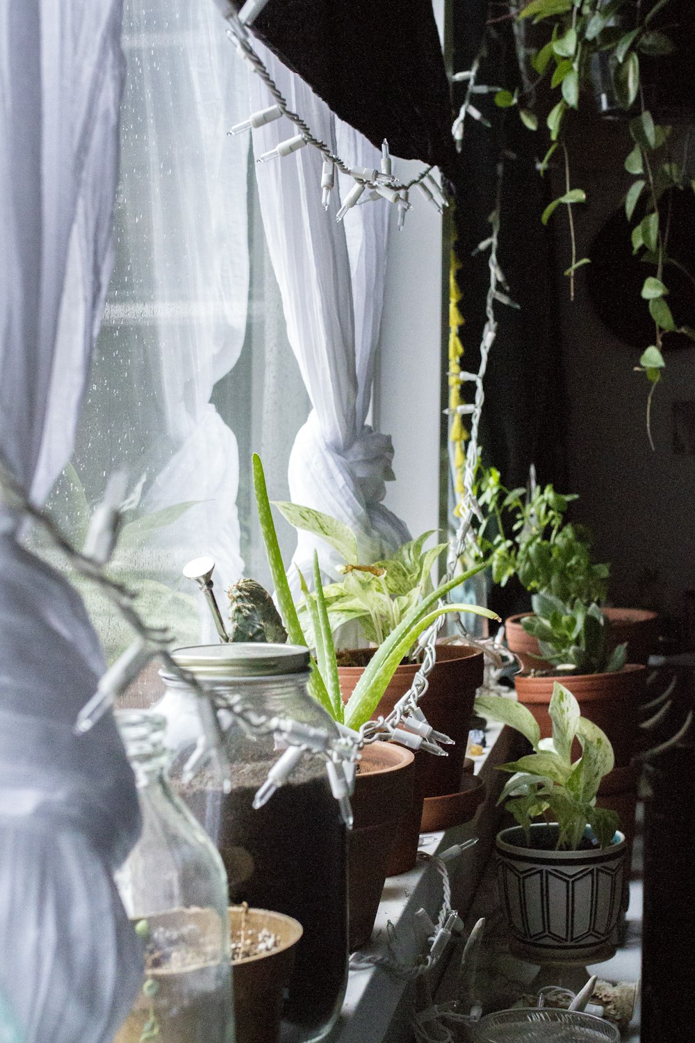 potted plants by the window