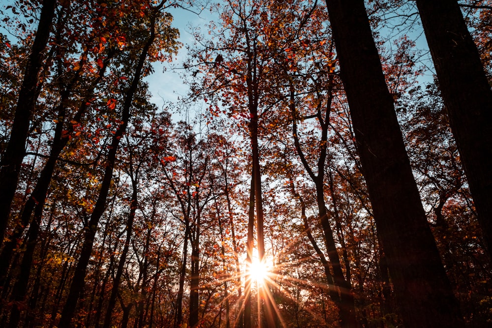 green-leafed trees during daytime