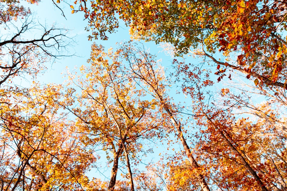 green leafed trees