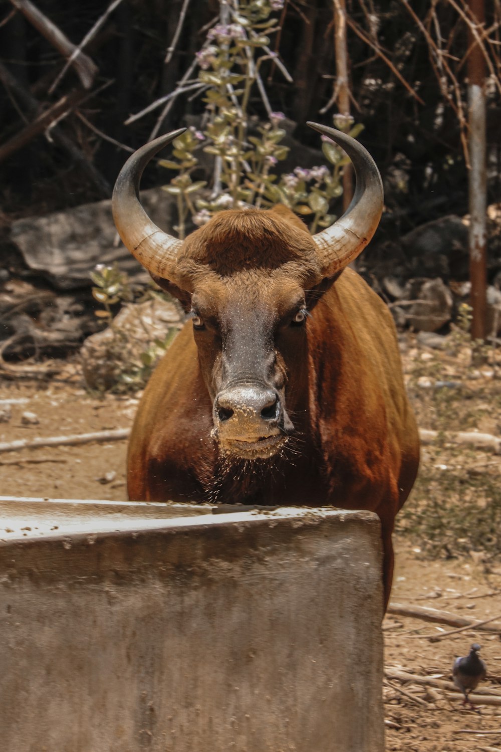 bovini marroni durante il giorno