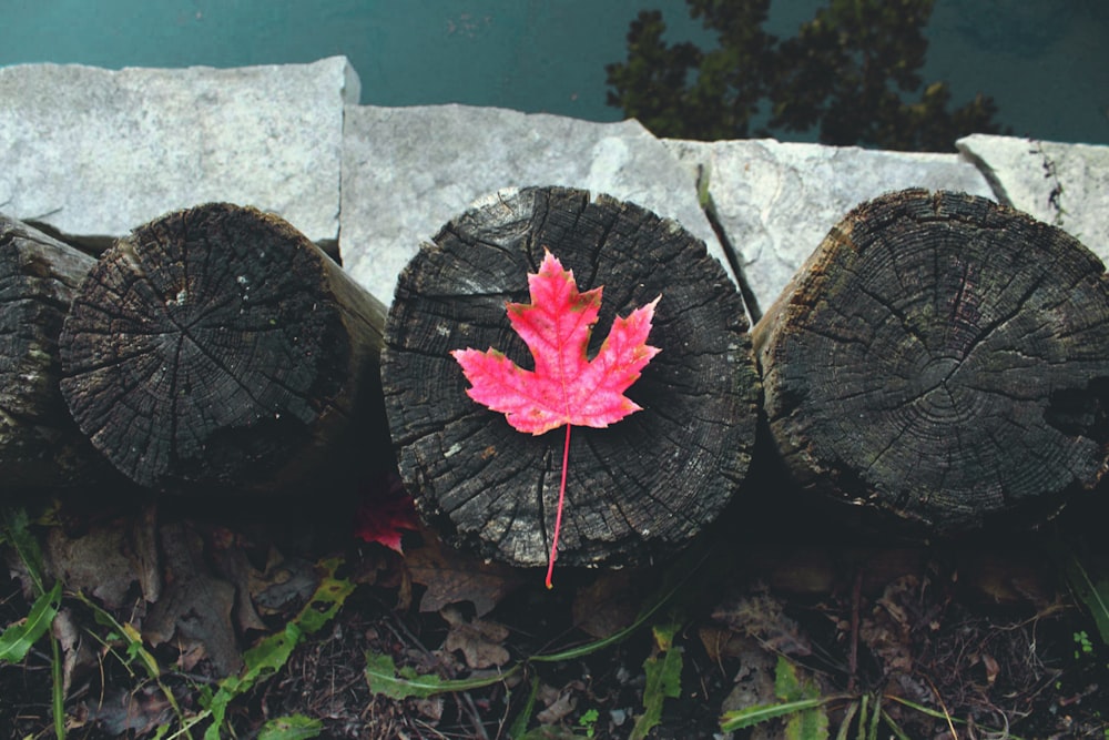 red maple leaf on wood slab