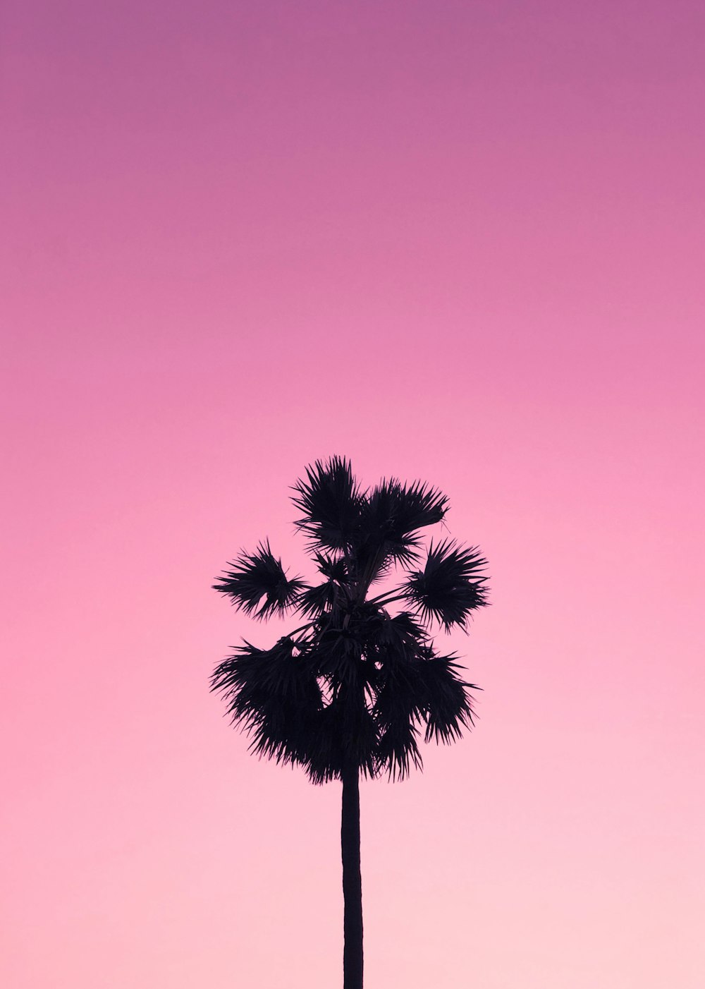 silhouette of palm tree