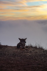 A powerful silhouette of a lone wolf standing atop a rugged cliff at sunset.