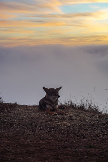 A lone wolf standing on a rocky cliff under a vast starry night sky, symbolizing courage and limitless dreams.