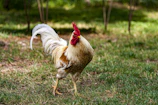 white and brown rooster on grassy field