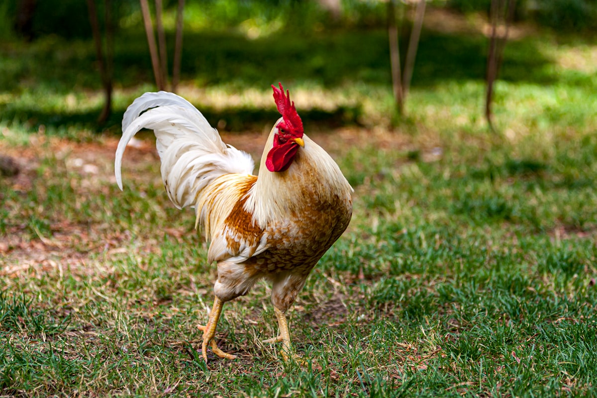 A rooster strutting