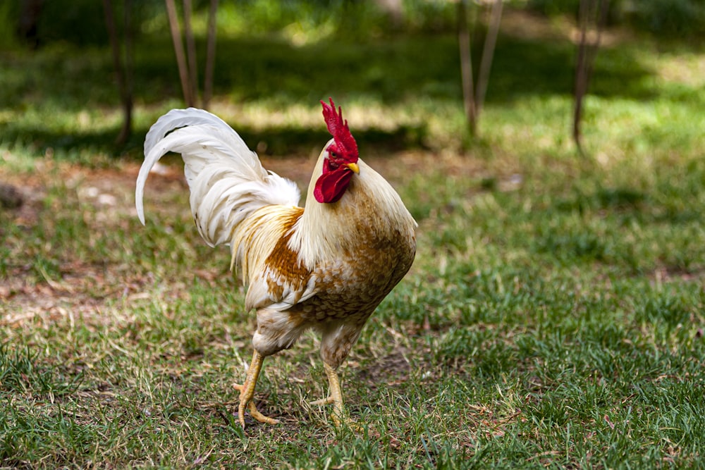 white and brown rooster on grassy field