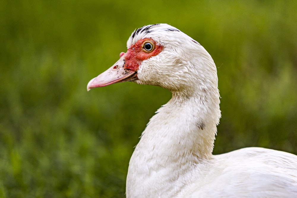 white duck during daytime