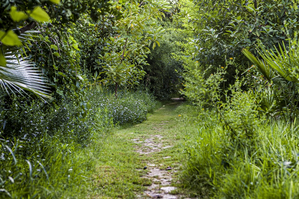 piante a foglia verde durante il giorno