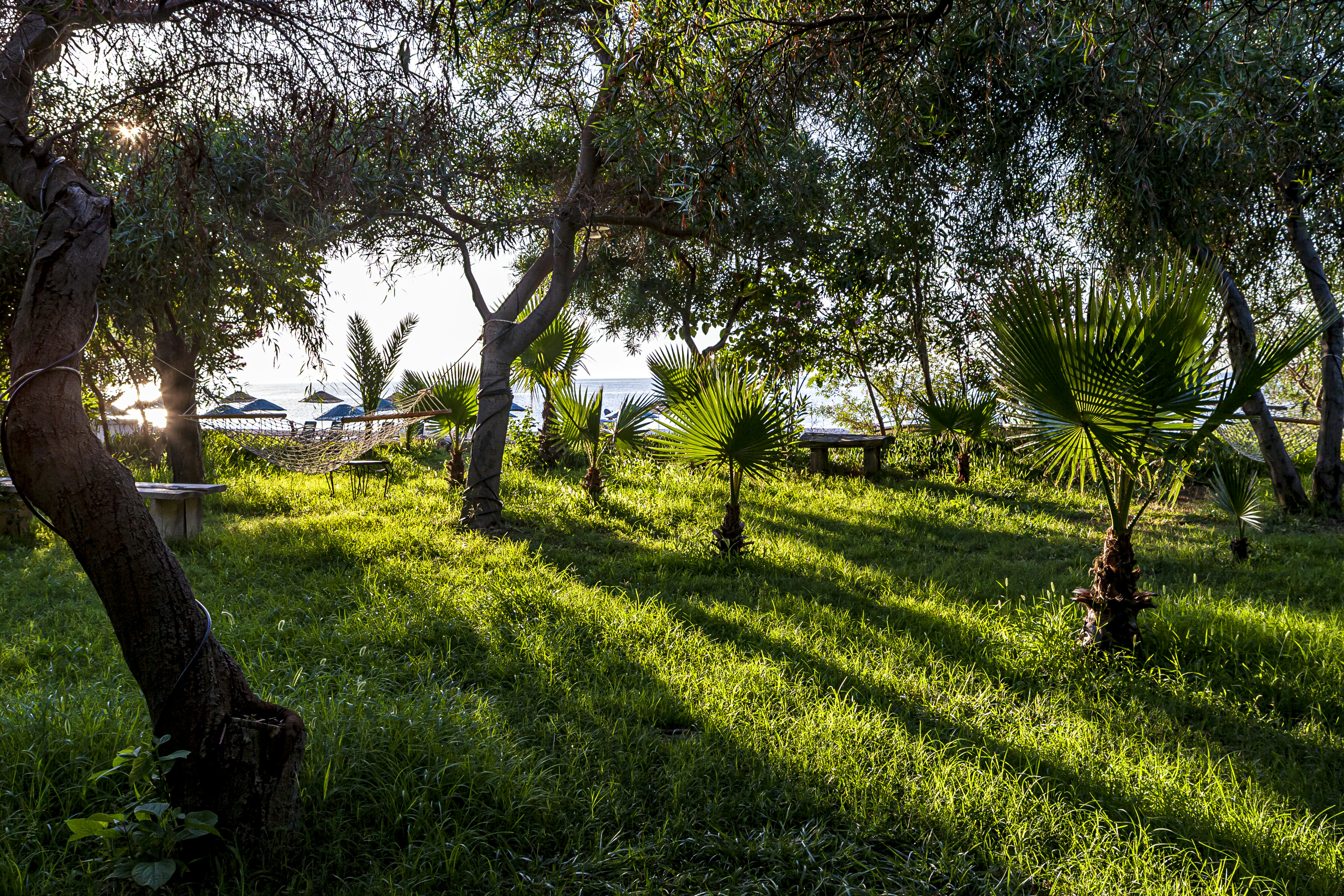the sun is shining through the trees on the grass, Garden, Olympos Lodge, Cirali, Antalya, Turkey. 2006.