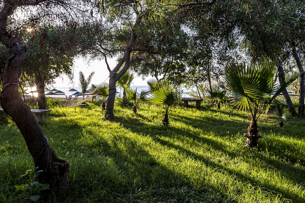 the sun is shining through the trees on the grass