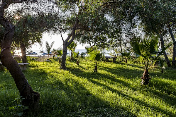 The sun is shining through the trees on the grass — Olympos & Çıralı, Turkey