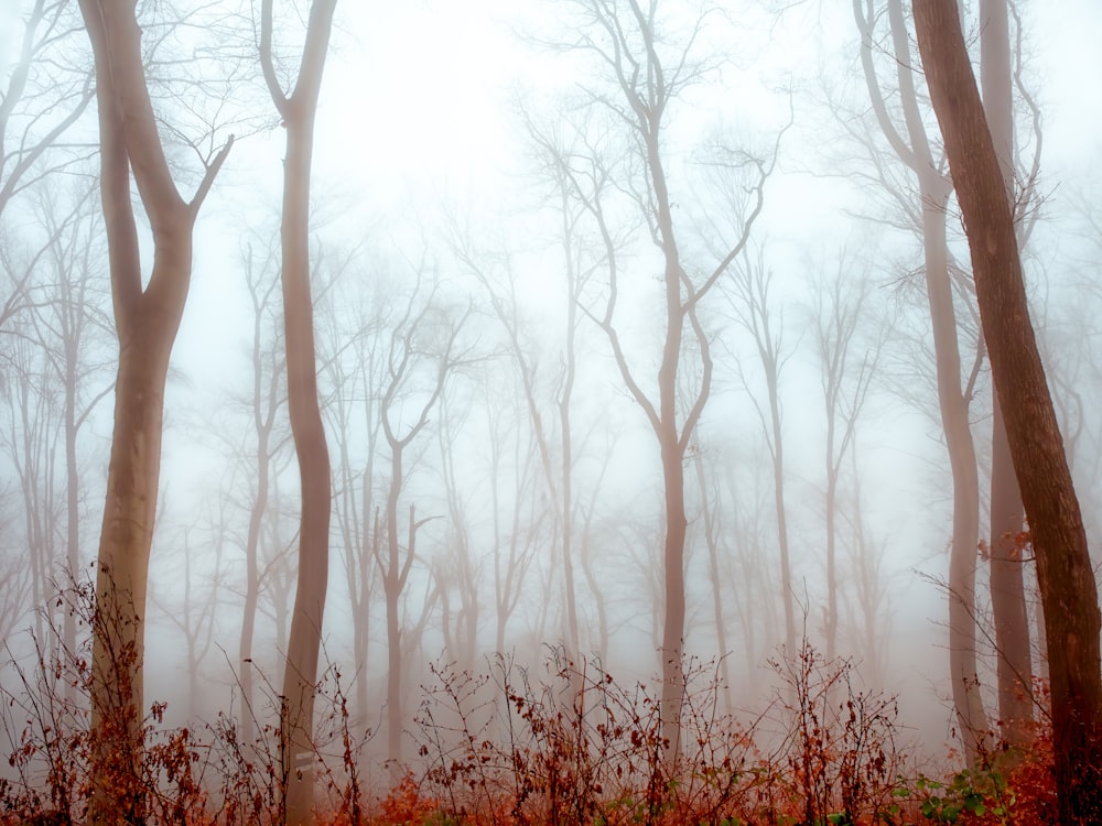 a foggy forest filled with lots of trees