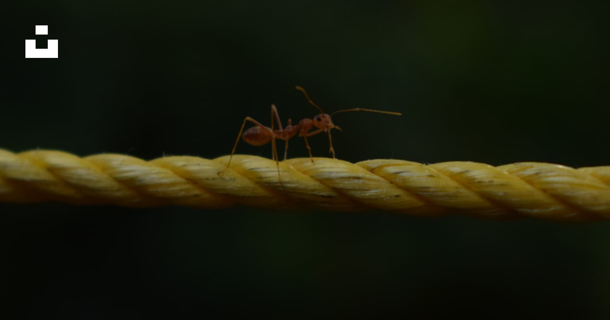 Red ant on rope photo – Free Green Image on Unsplash