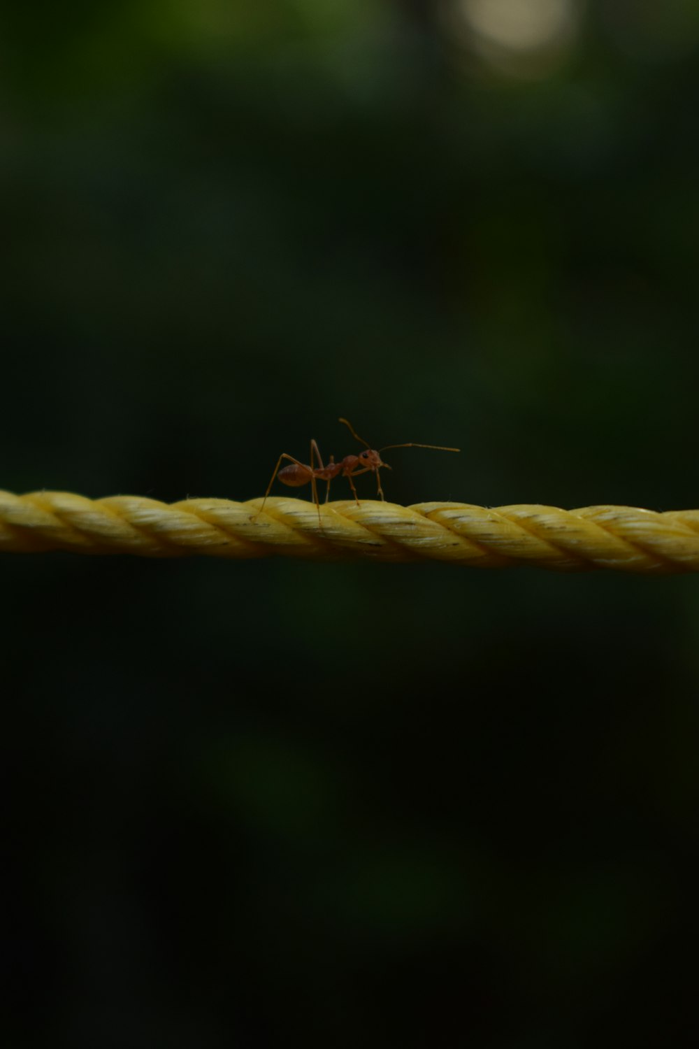 red ant on rope