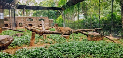 leopard on tree branch zoo google meet background