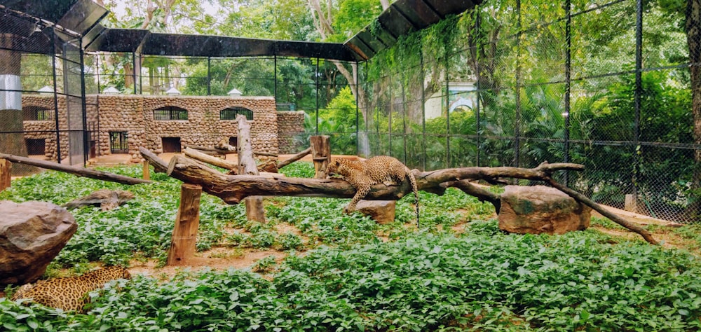 leopard on tree branch