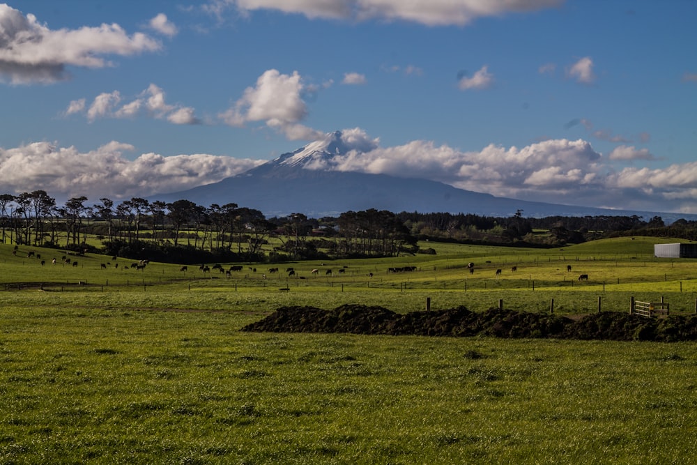 Volcán y campo de hierba verde