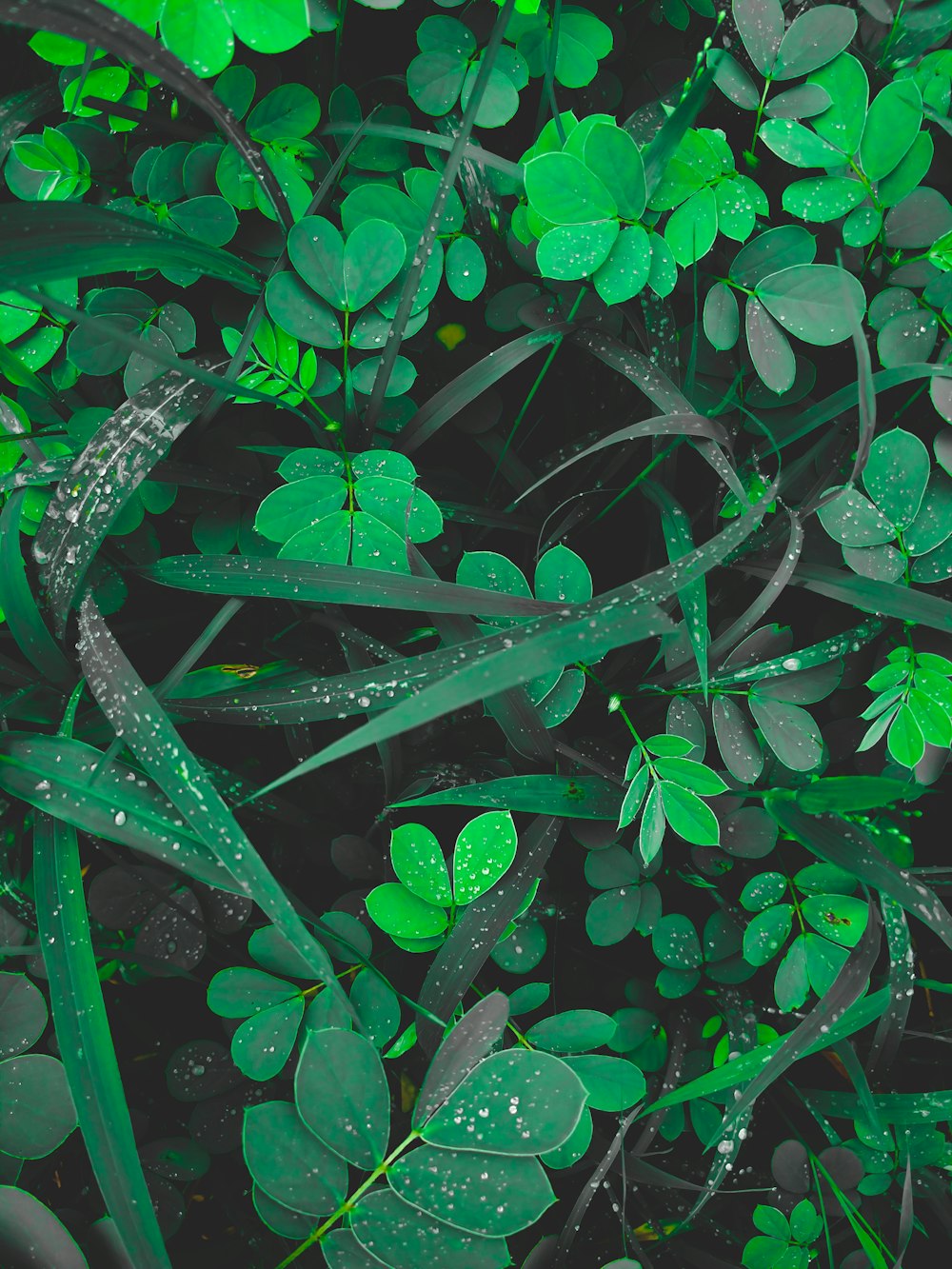 water dews on leaves