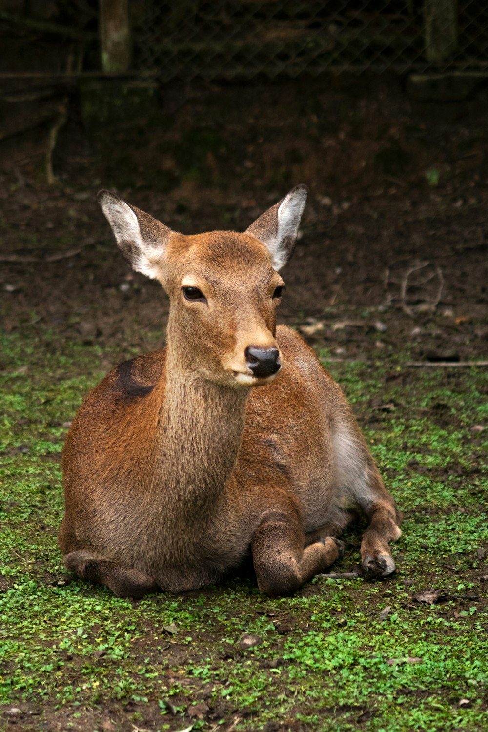 Braunhirsch liegt auf dem Boden