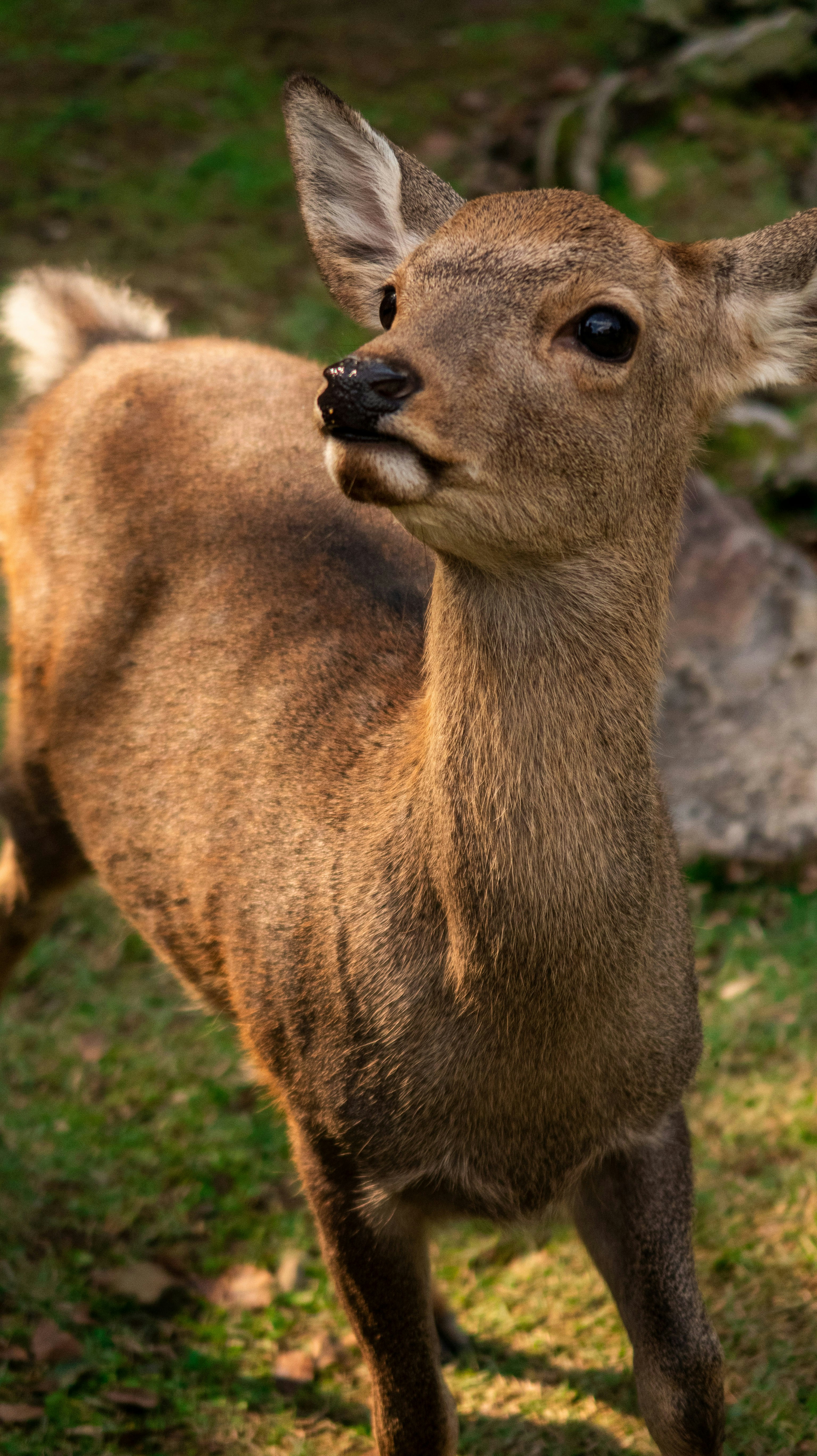 Photo by bananablackcat