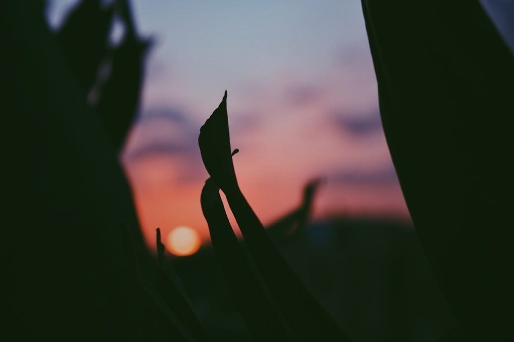 a close up of a plant with the sun in the background