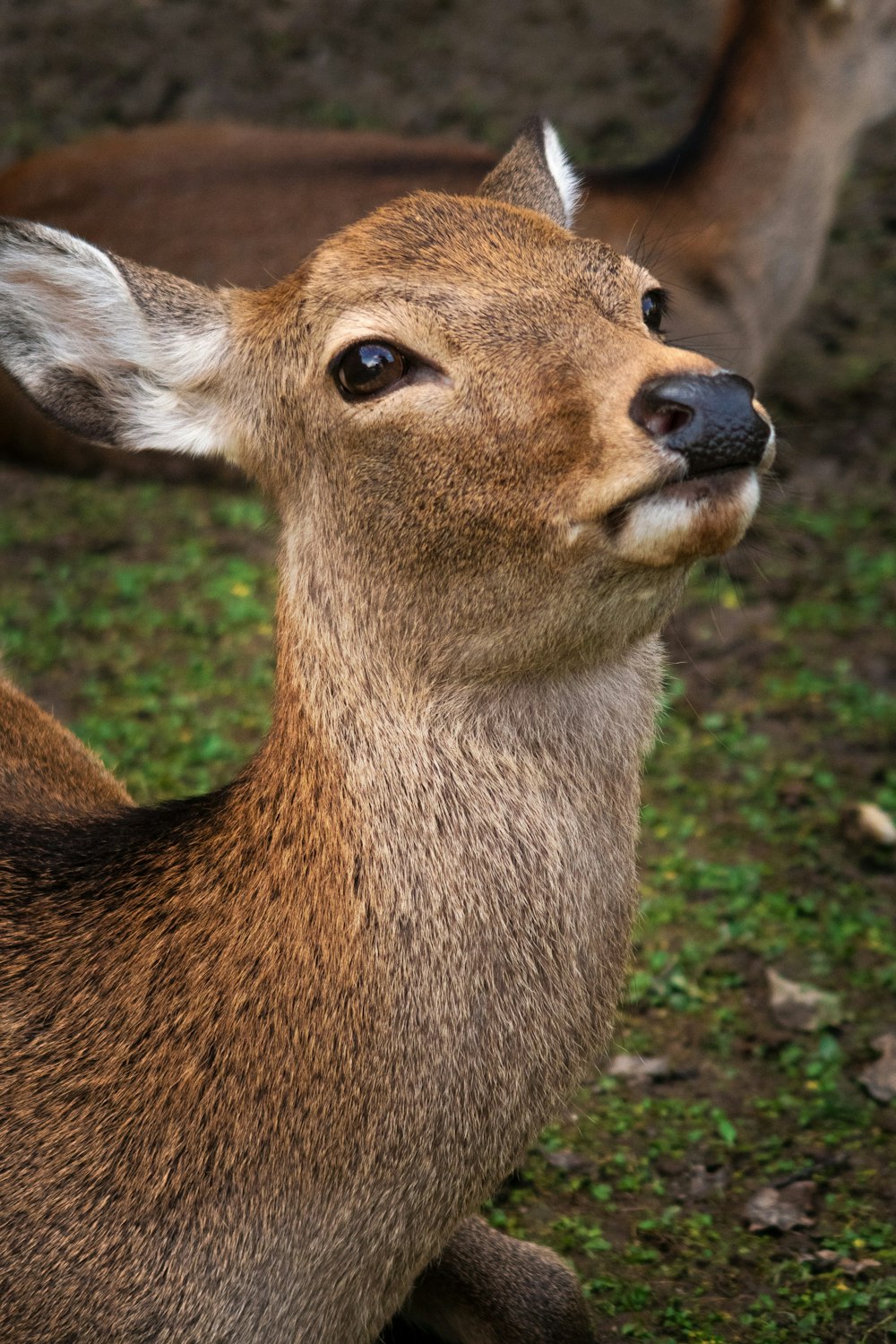 brown deer