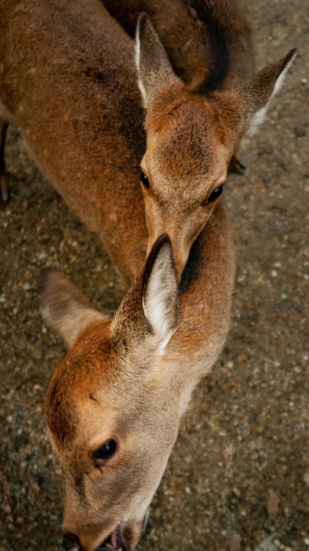 young deer