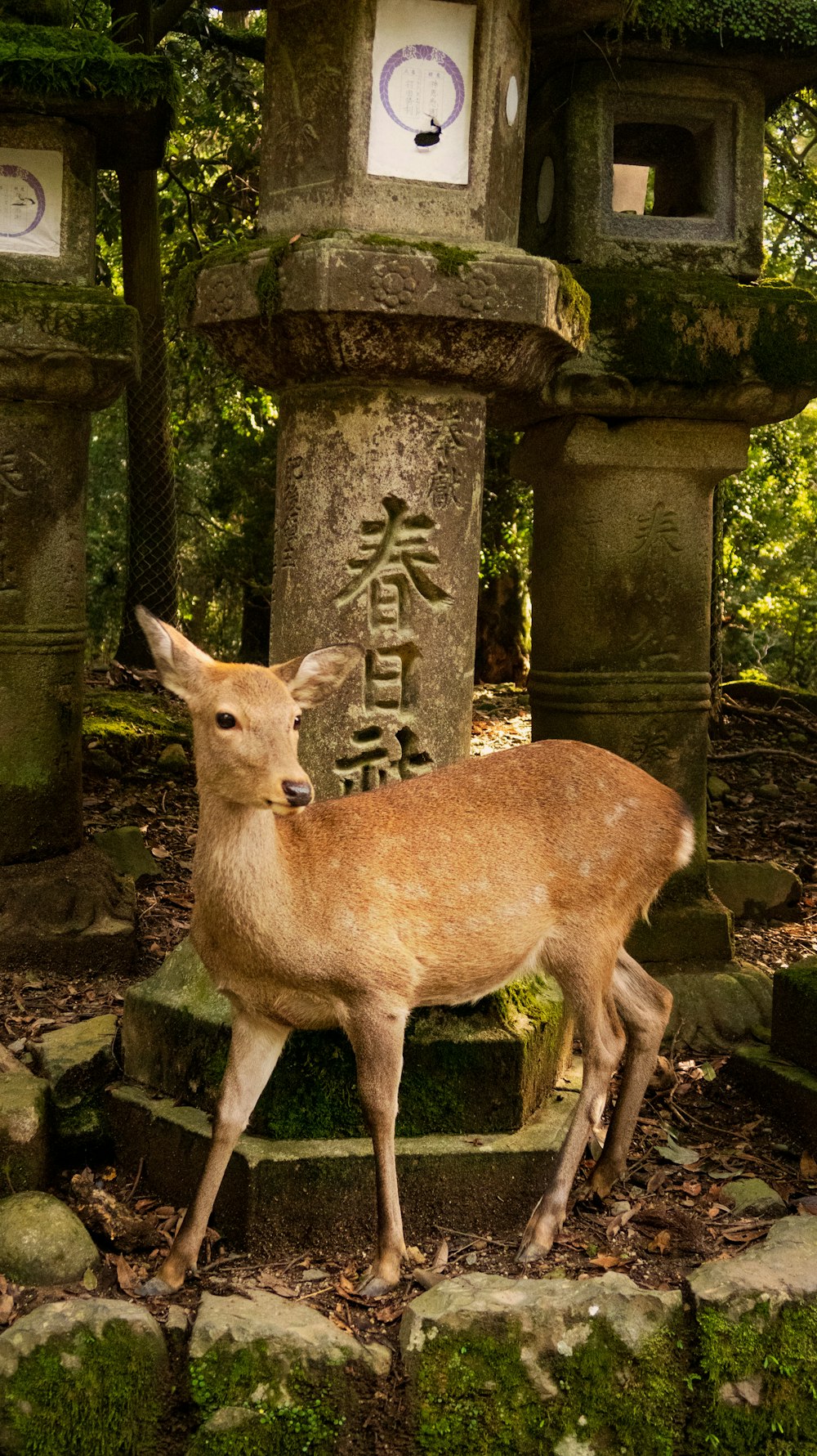Nara · veados