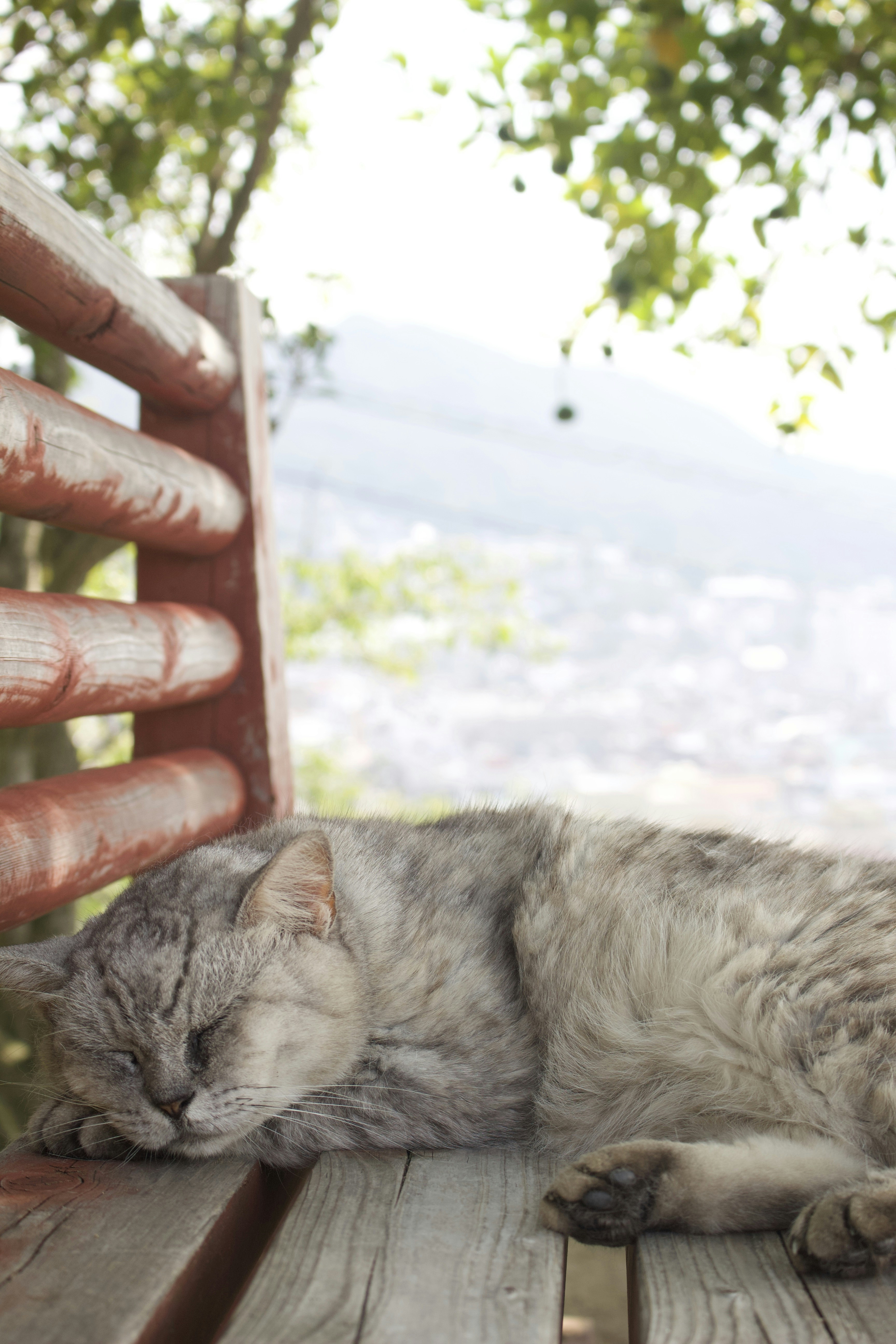 Grey Cat Sleeping On Bench Photo Free Animal Image On Unsplash