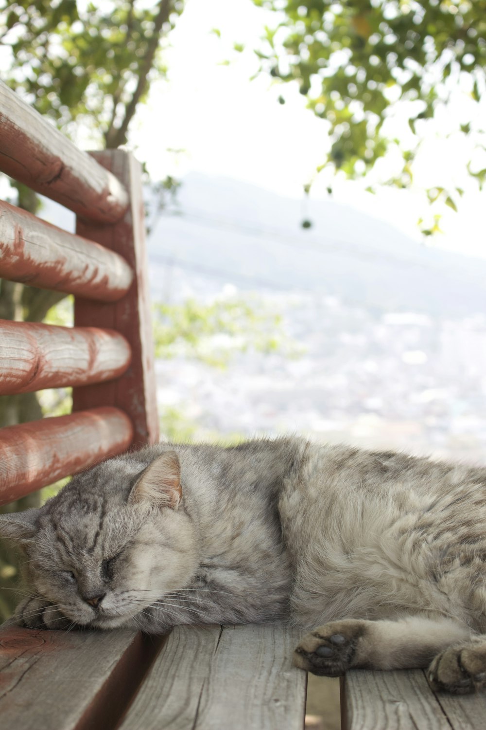 grey cat sleeping on bench