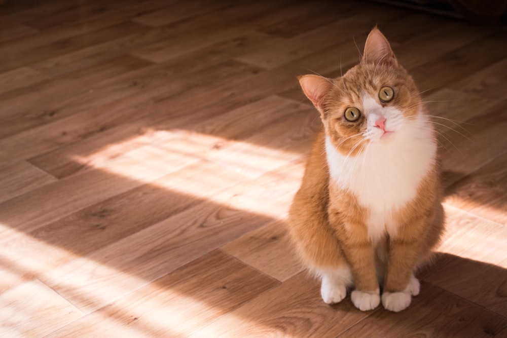 Gato marrón y blanco de pelaje corto descansando en el suelo