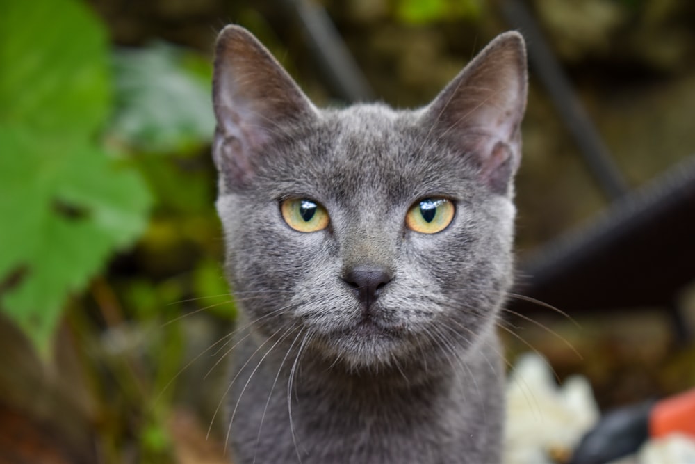 grey cat