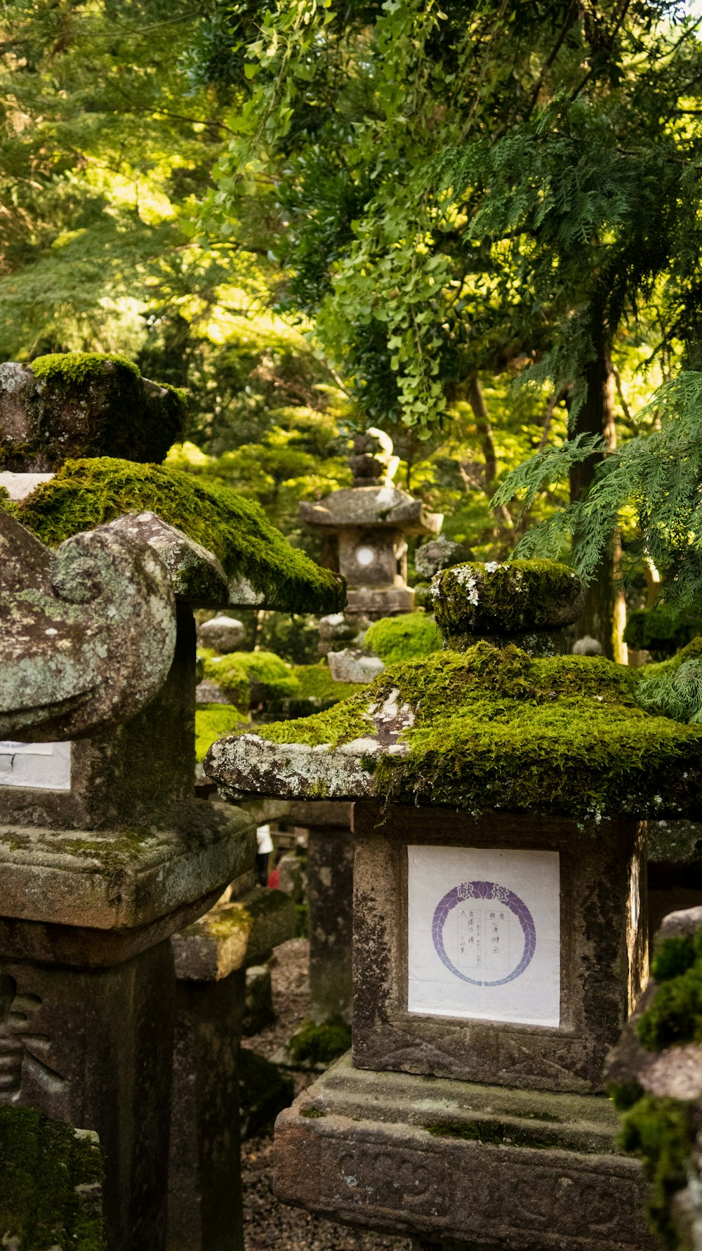 mini jardim rodeado por árvores verdes