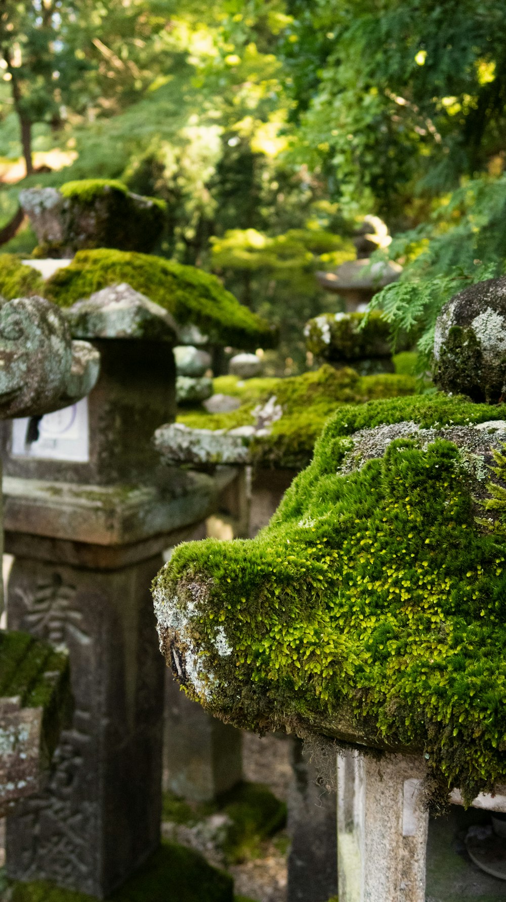 rocks with algae during day