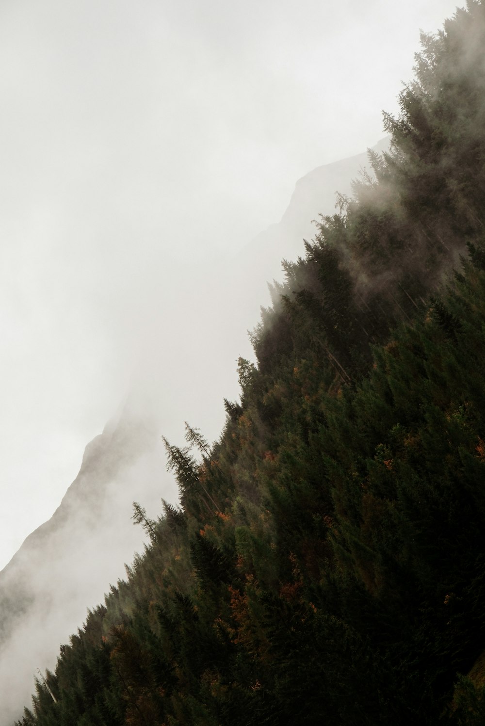 pine tree field during daytime