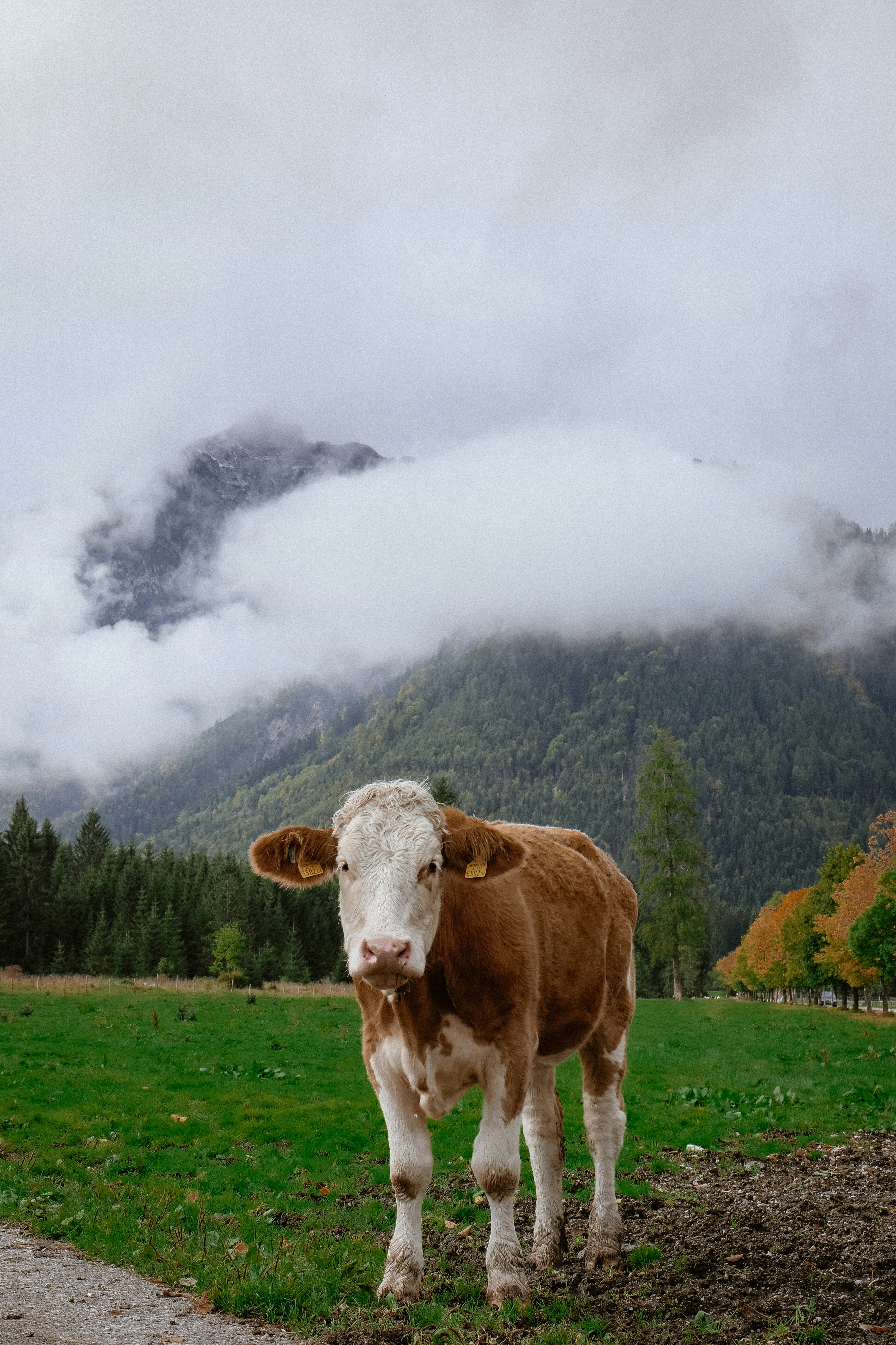 brown and white cow on grass field