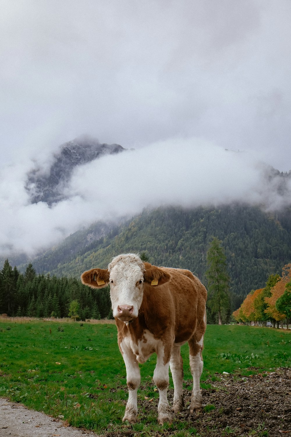 brown and white cow on grass field