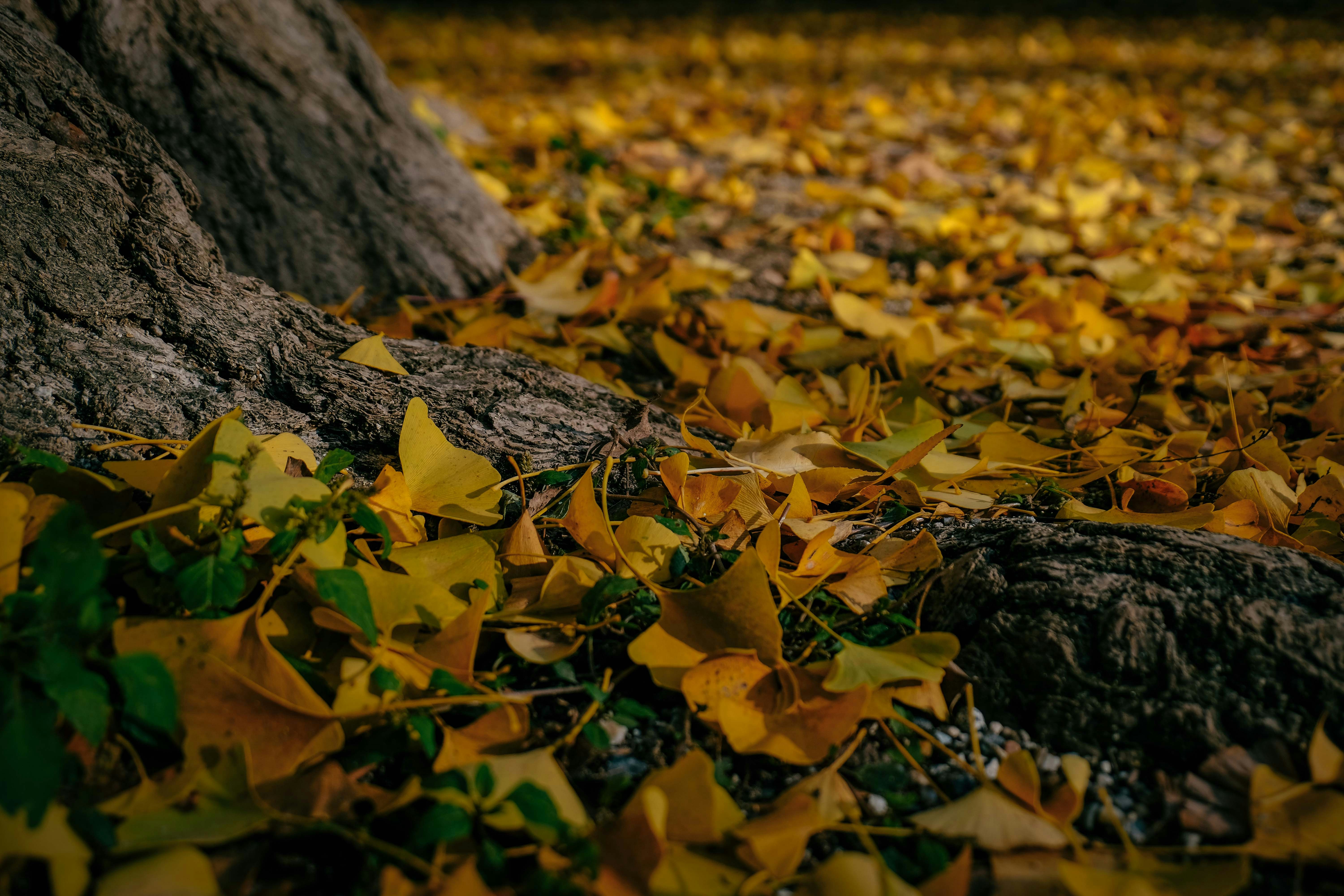 Photo by francesco_ungaro