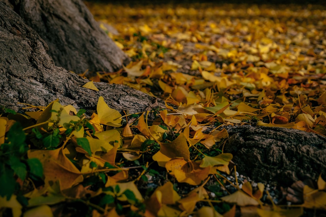 dried leaves