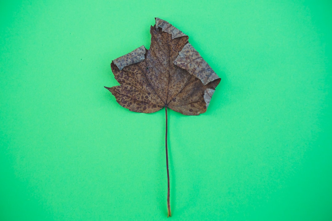 brown maple leaf on green surface