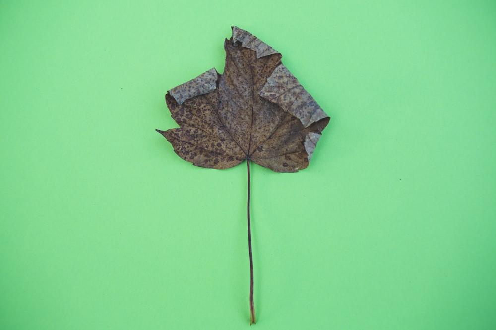 brown maple leaf on green surface