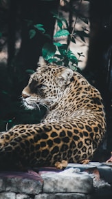 leopard during daytime