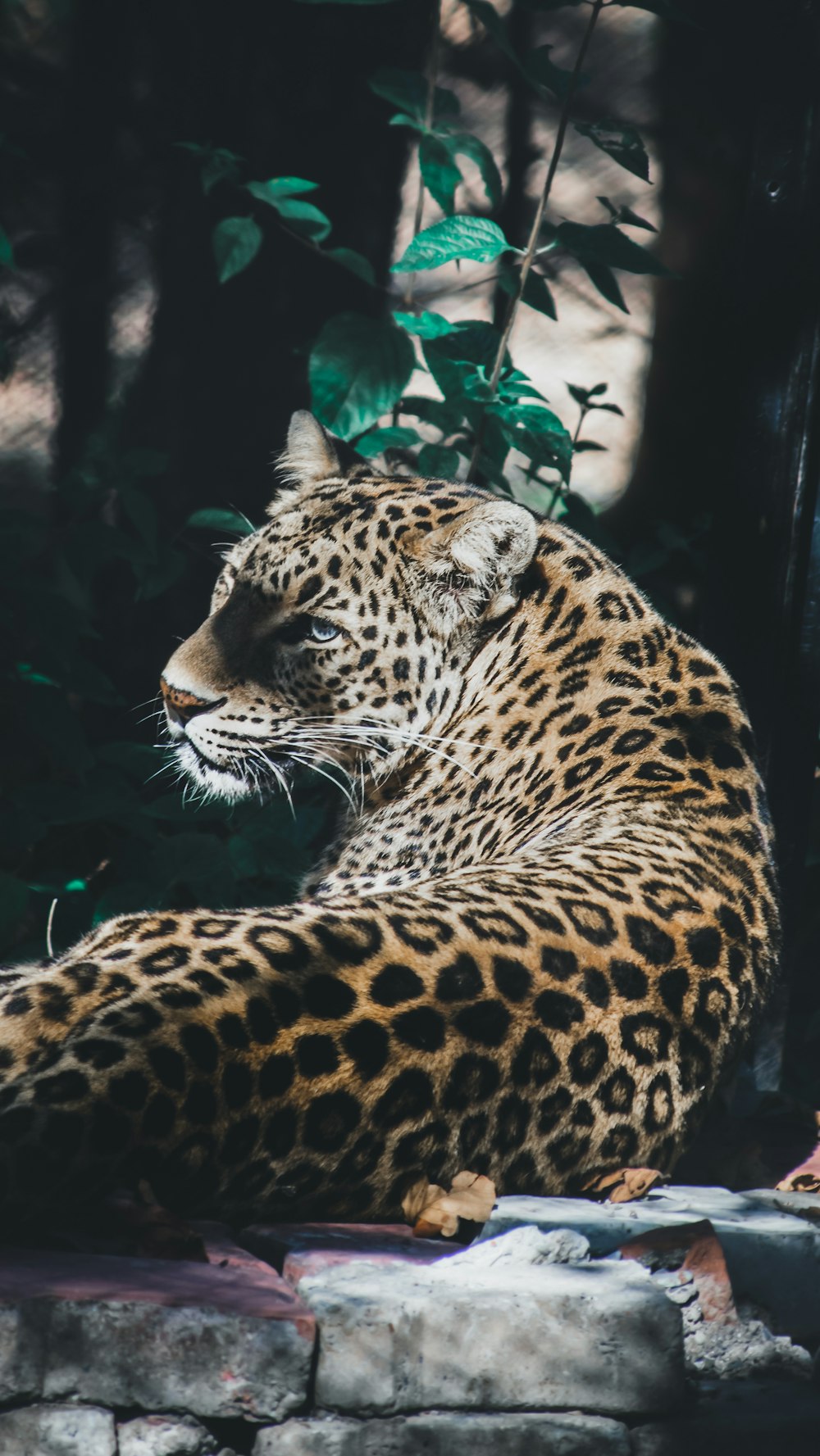 leopard during daytime