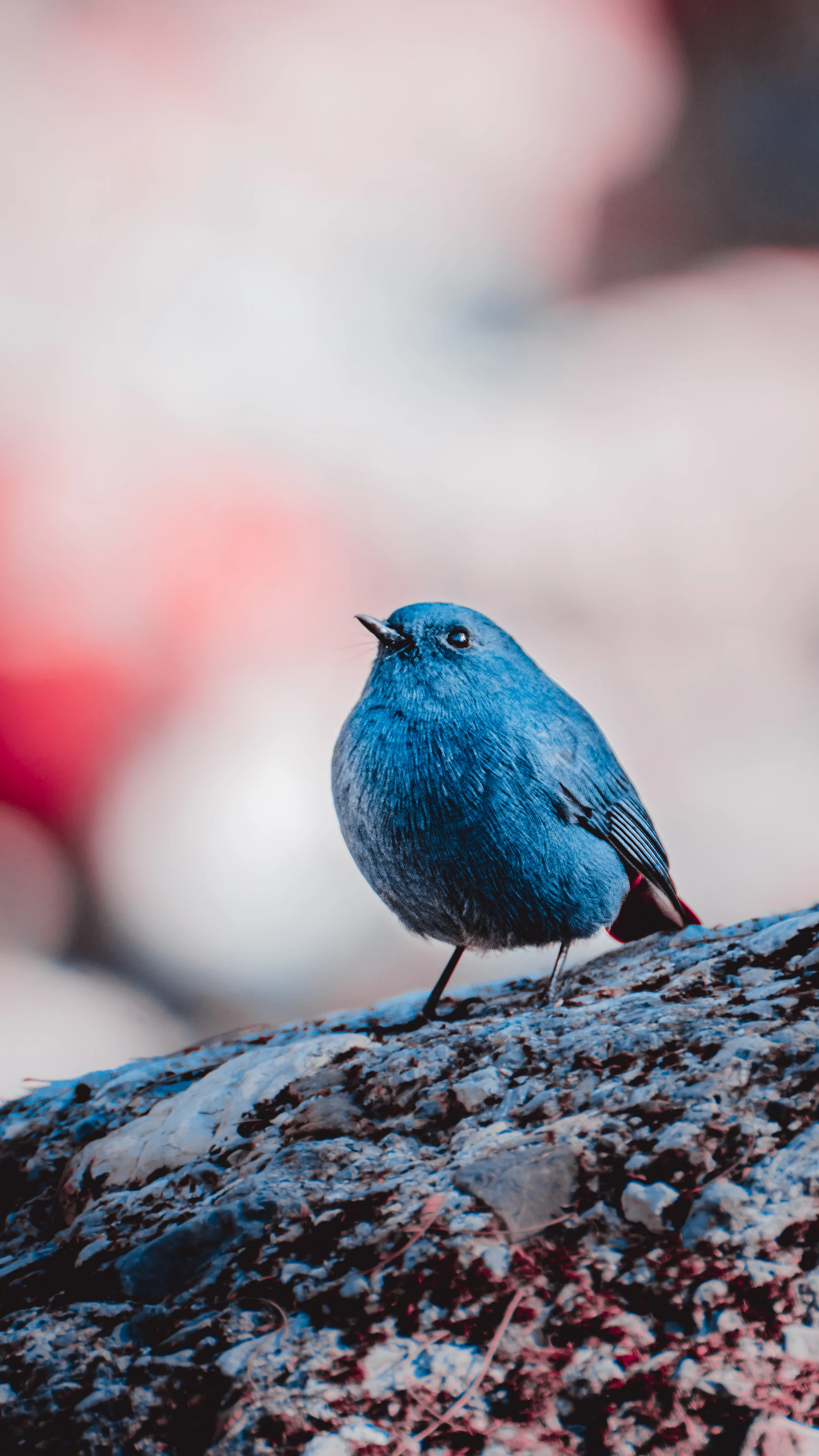 A male plumbeous water redstart, slate blue with a rust red tail, perched on a lichen flecked rock