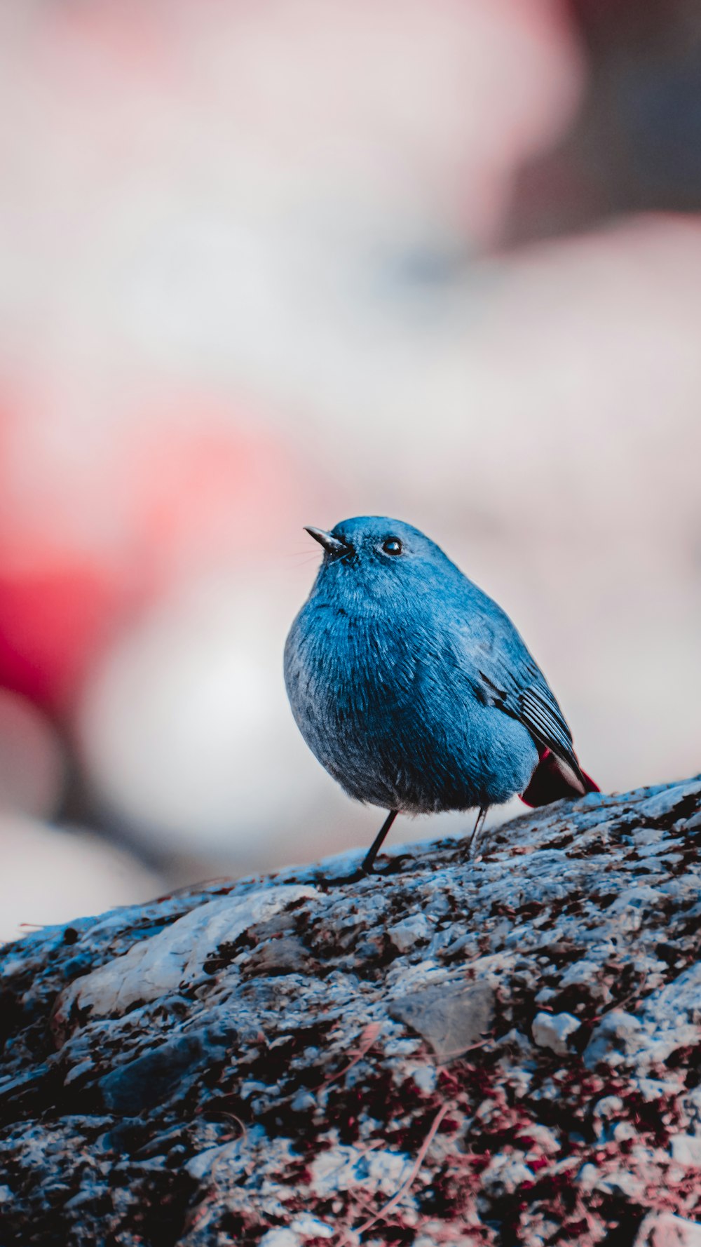 Blauer Vogel tagsüber